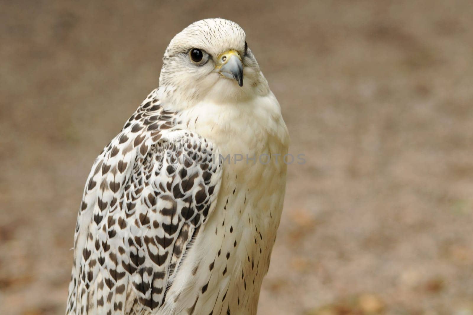 The Gerfalcon