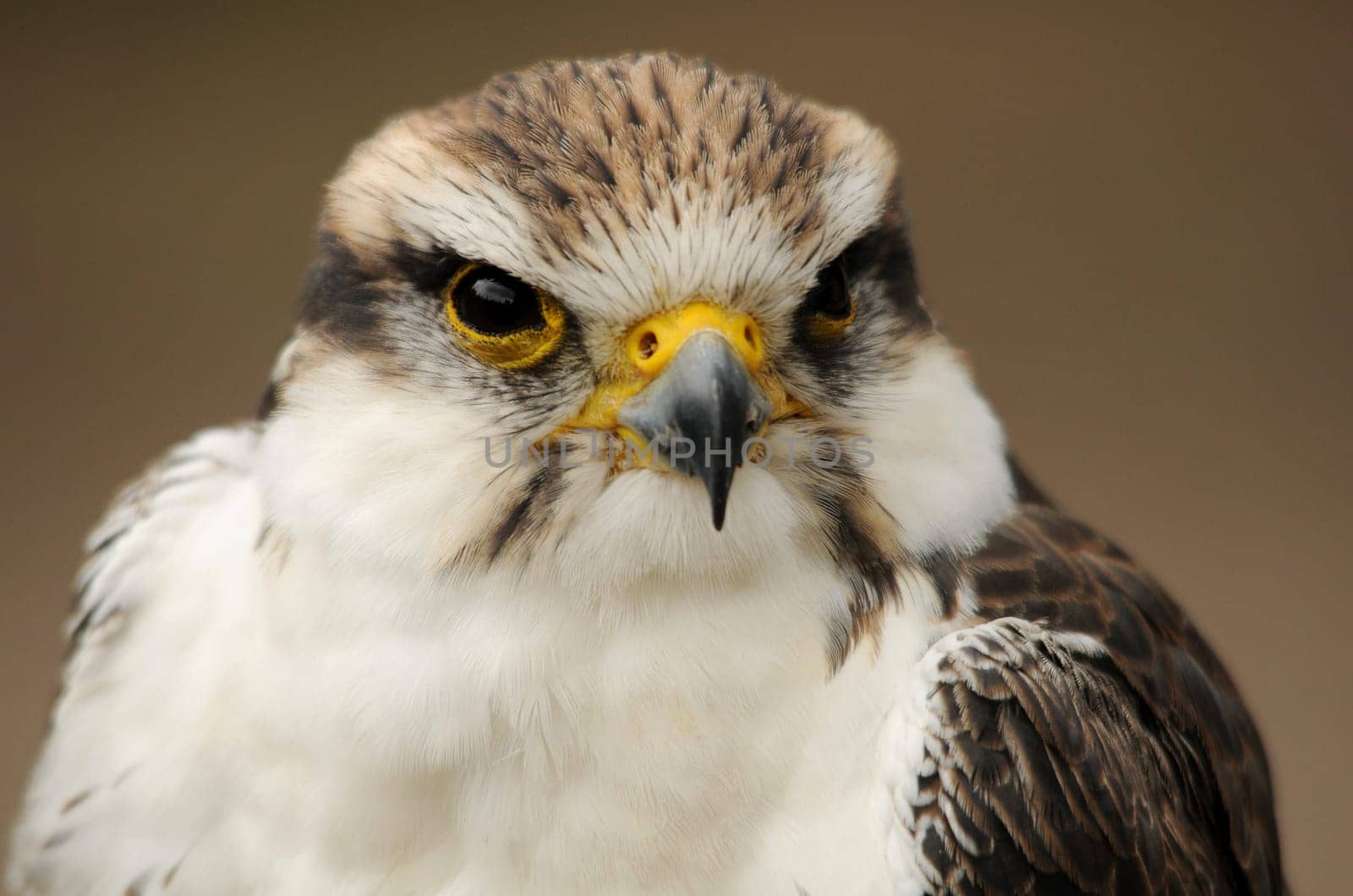 The Lugger Falcon