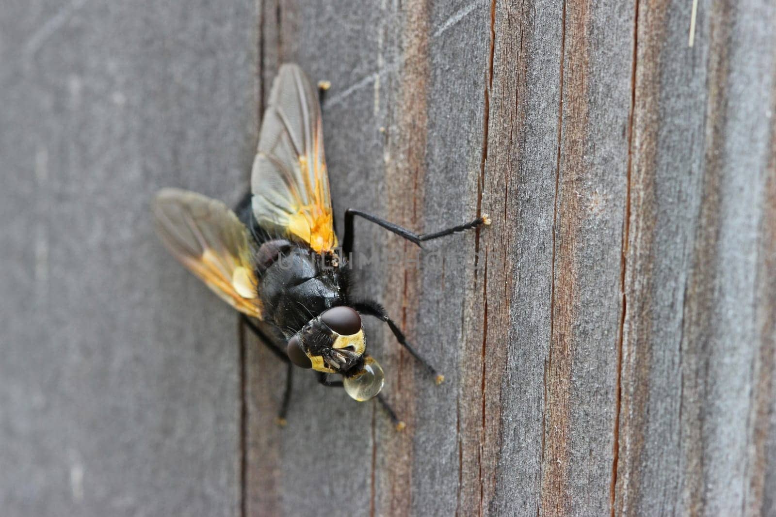 Cattle fly (Mesembrina meridiana)