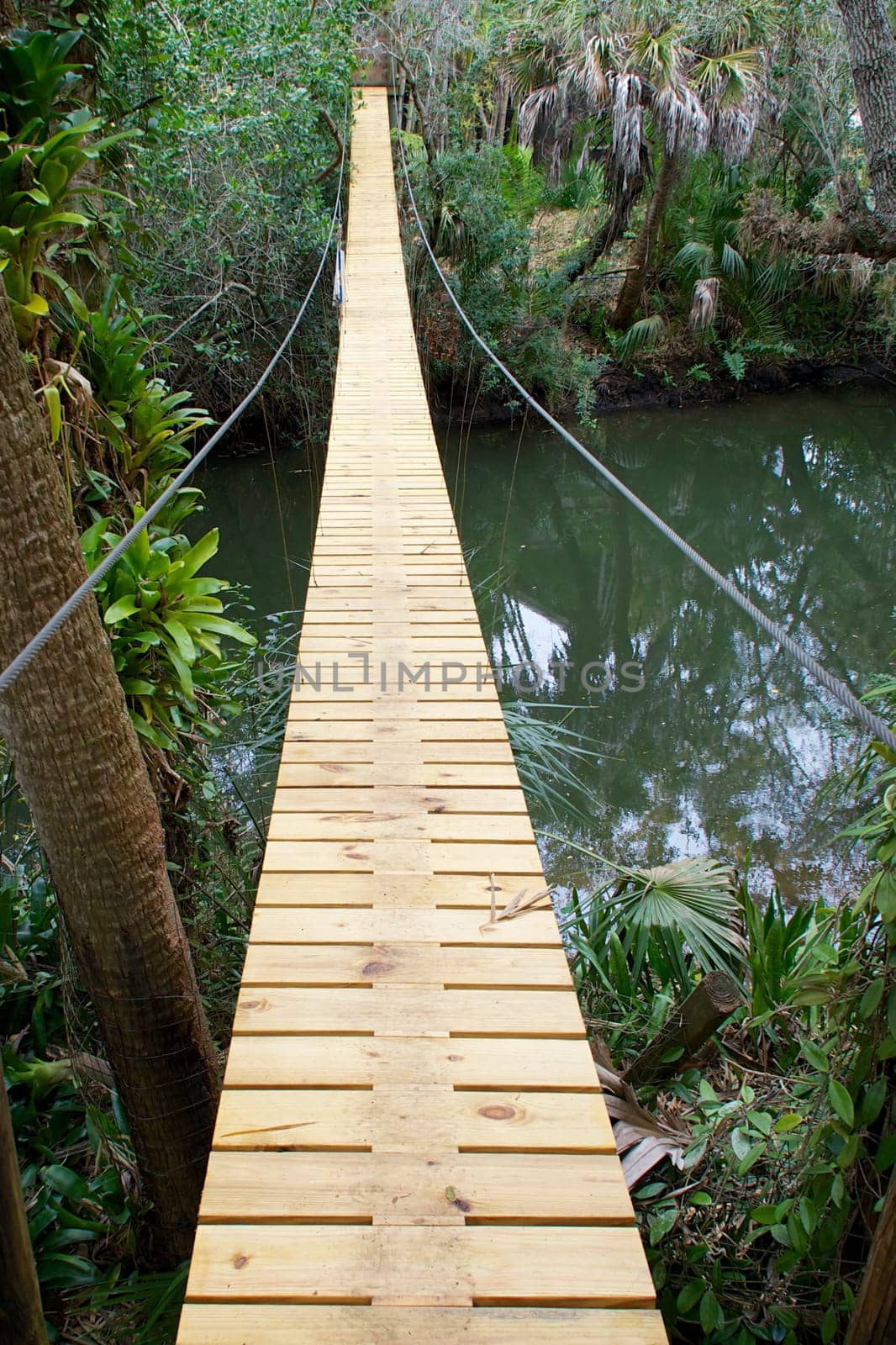 Looking across a river and along the length of a wooden and steel suspension bridge in a tropical forest.