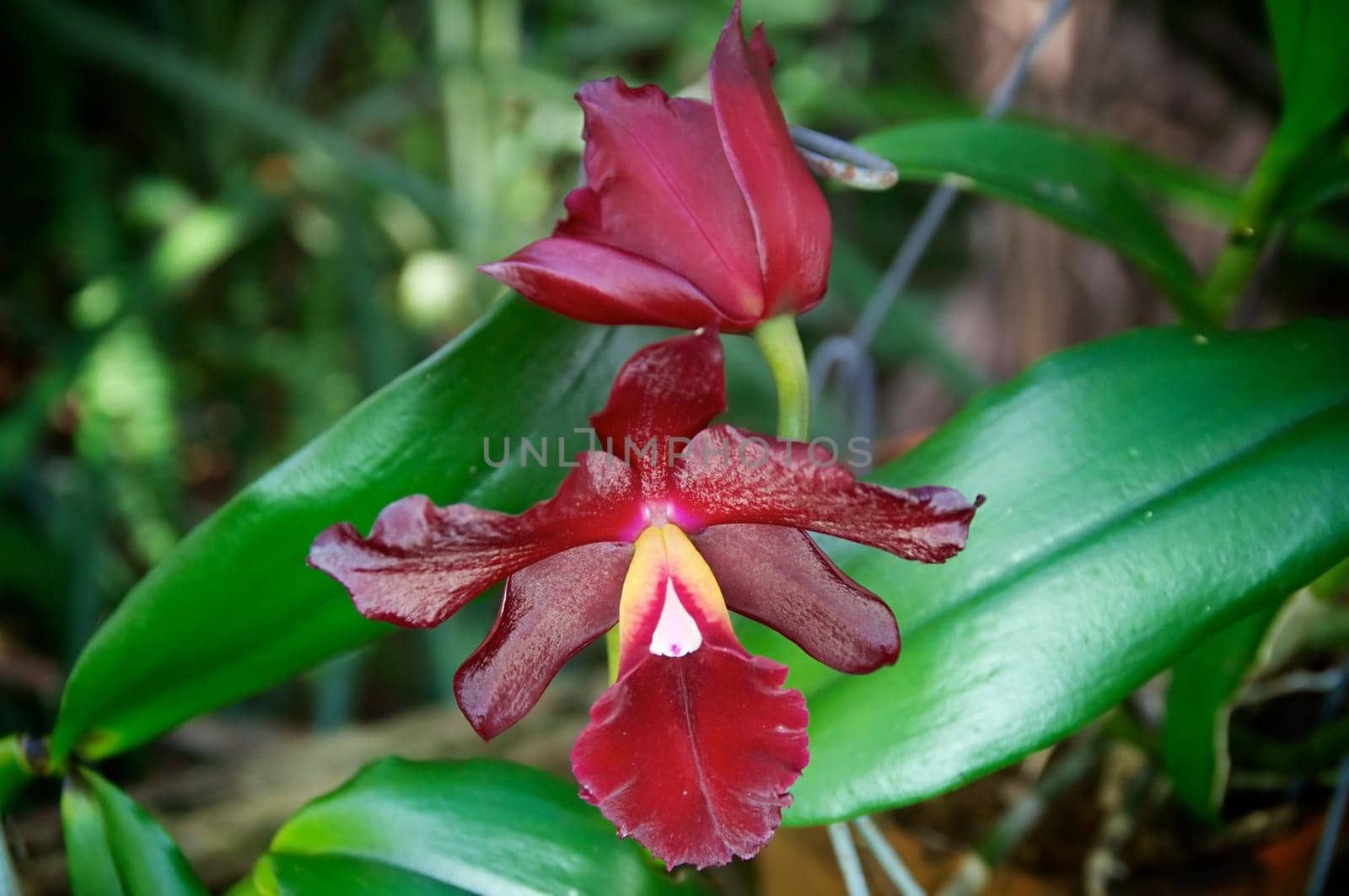 two deep red orchids are in bloom facing opposite directions outdoors.