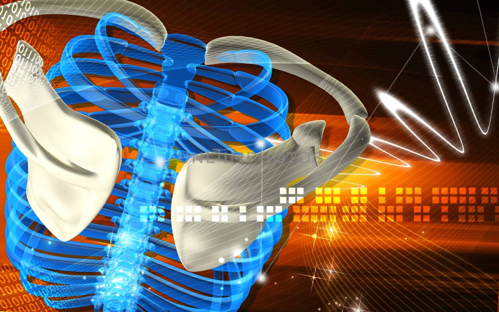 Digital illustration of rib cage in colour background