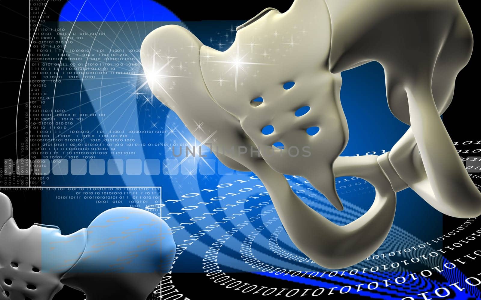 Digital illustration of pelvic girdle in colour background
