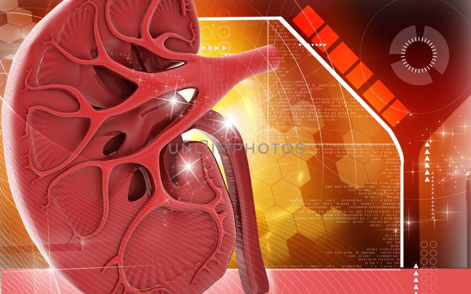Digital illustration of kidney in colour background