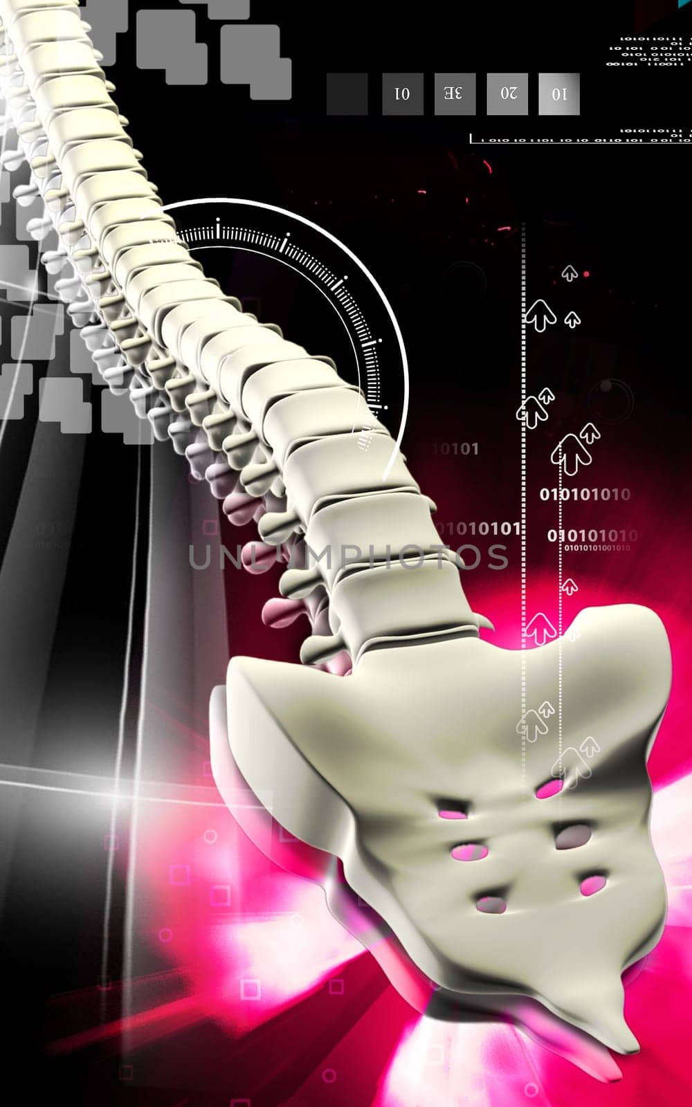 Digital illustration of back bone in colour background
