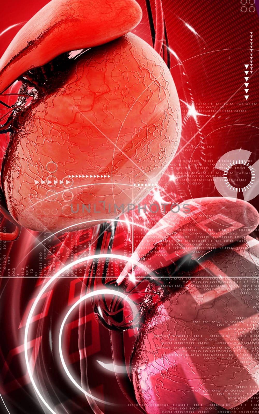 Digital illustration of testicles in colour background