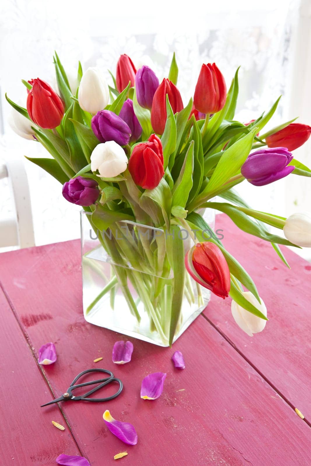 Colorful tulips in an angular glass vase