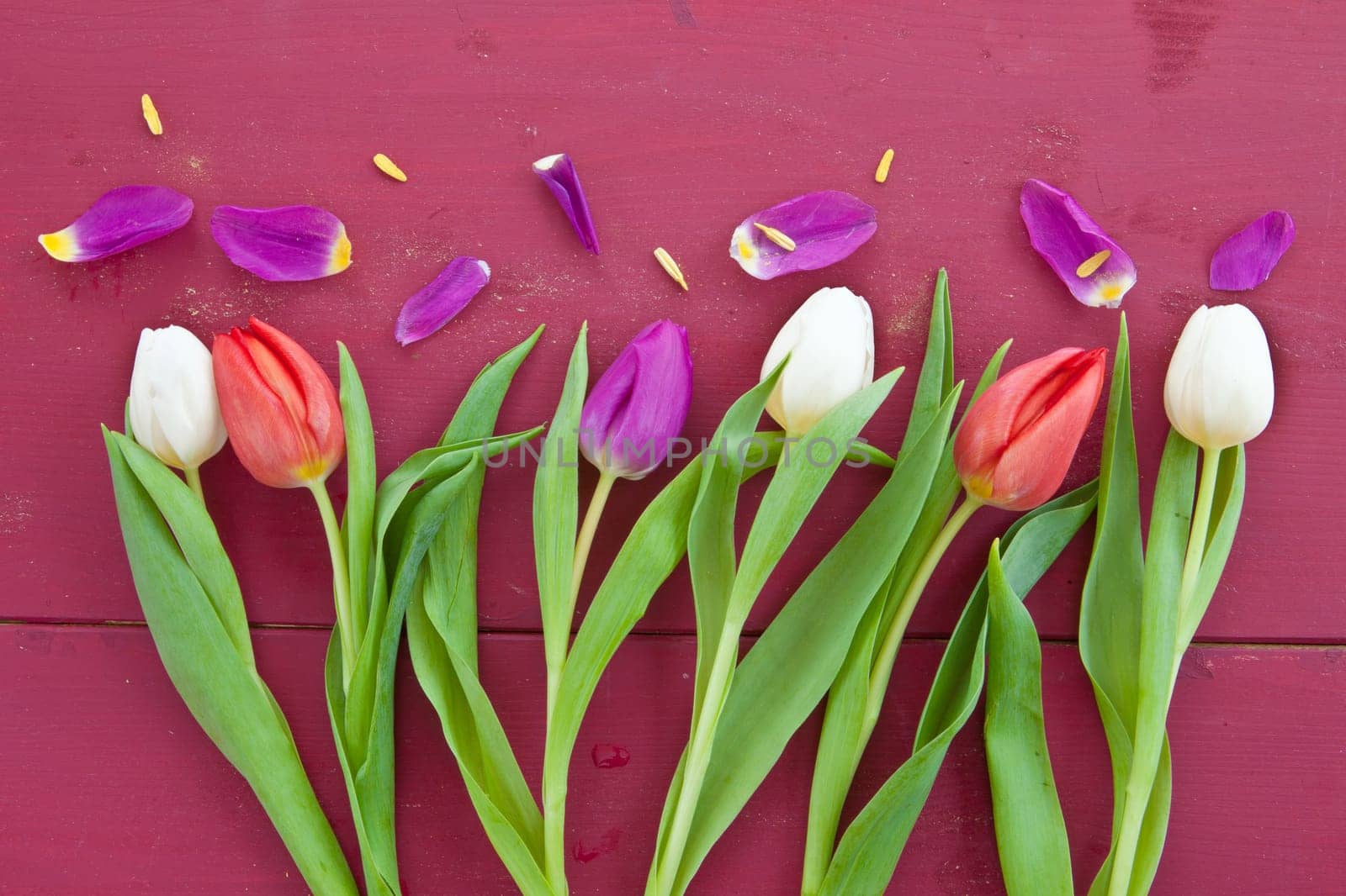 Fresh colorful tulips on red wooden background