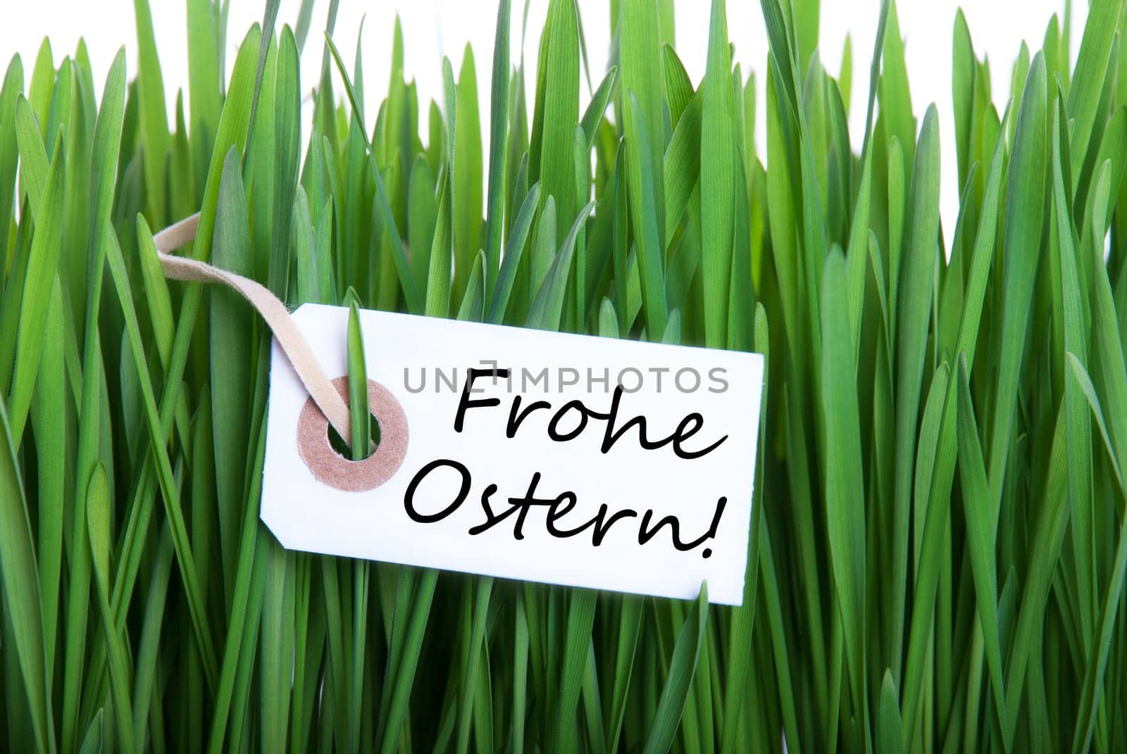 A Label with the german Words Frohe Ostern which means Happy Easter in Grass as Background