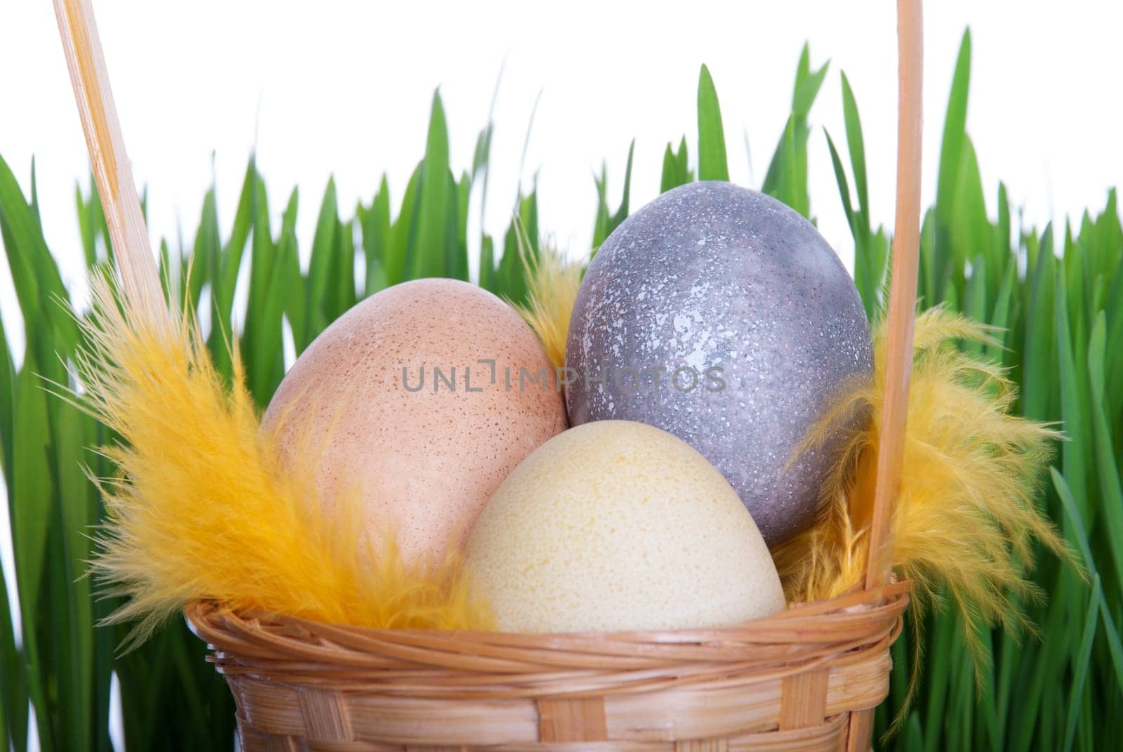 Nest with Easter Eggs and Feathers in front of green Grass