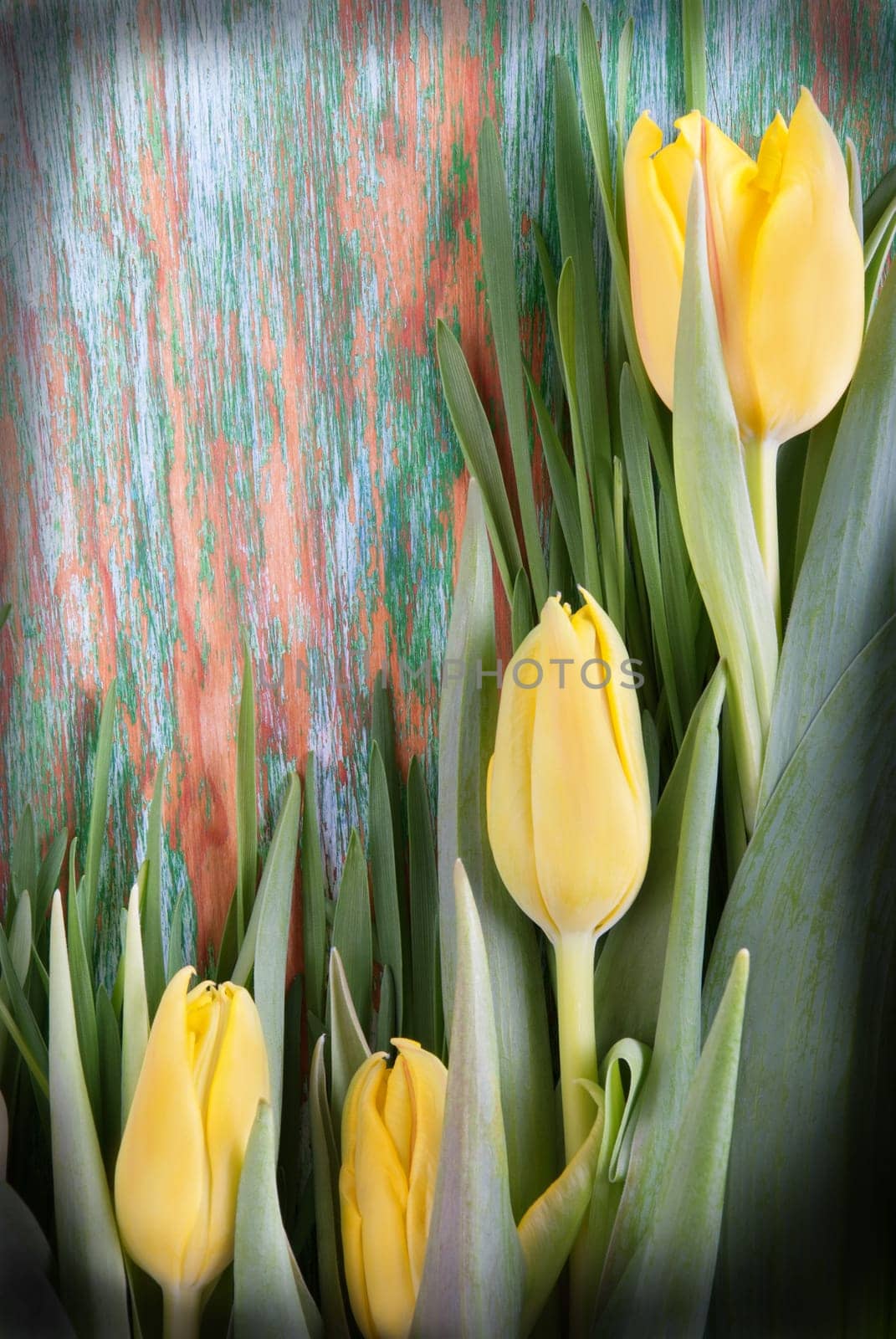 Yellow Tulip Background on green Wood with Free Space