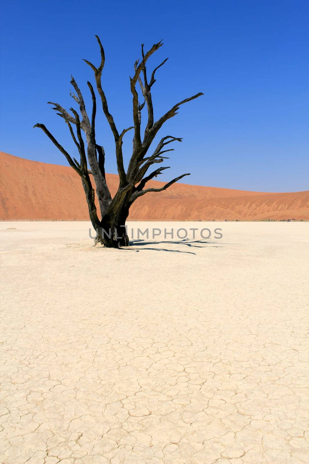 Sossusvlei dead valley landscape in the Nanib desert near Sesriem, Namibia