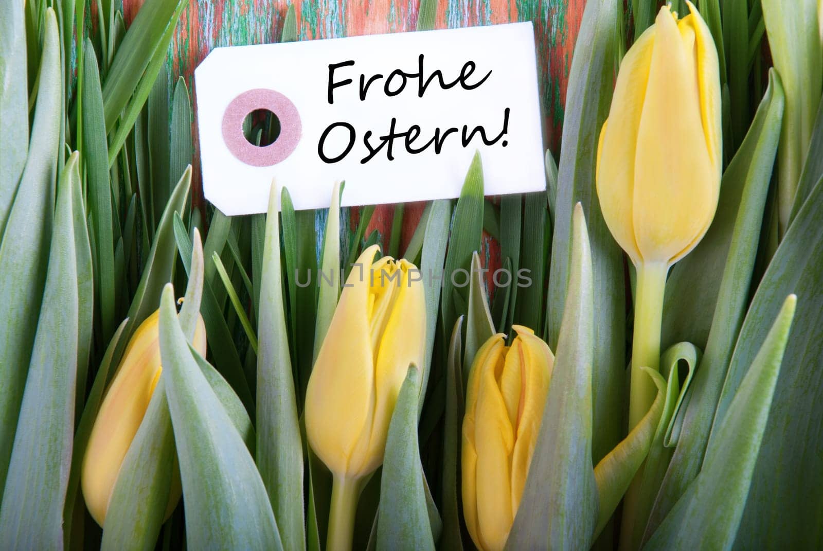 Label with the German Words Frohe Ostern which means Happy Easter and Tulips as Easter background
