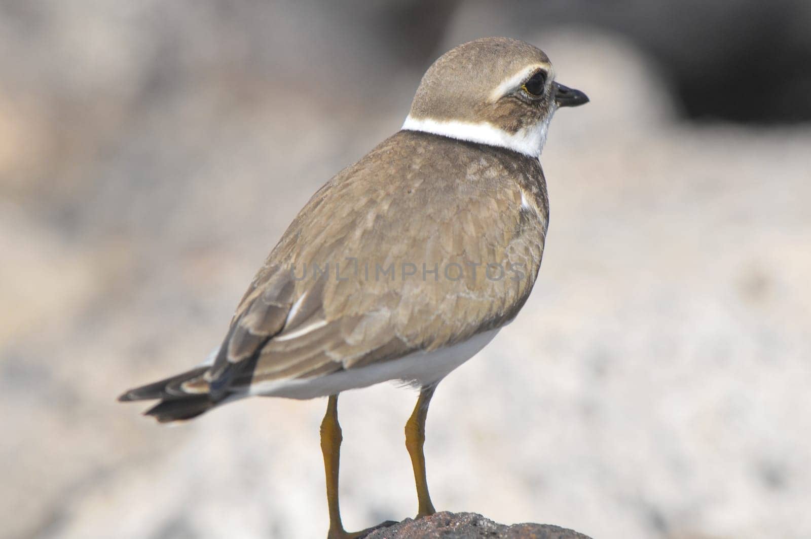 One Adult Kentish Plover Water Bird near a Rock Beach