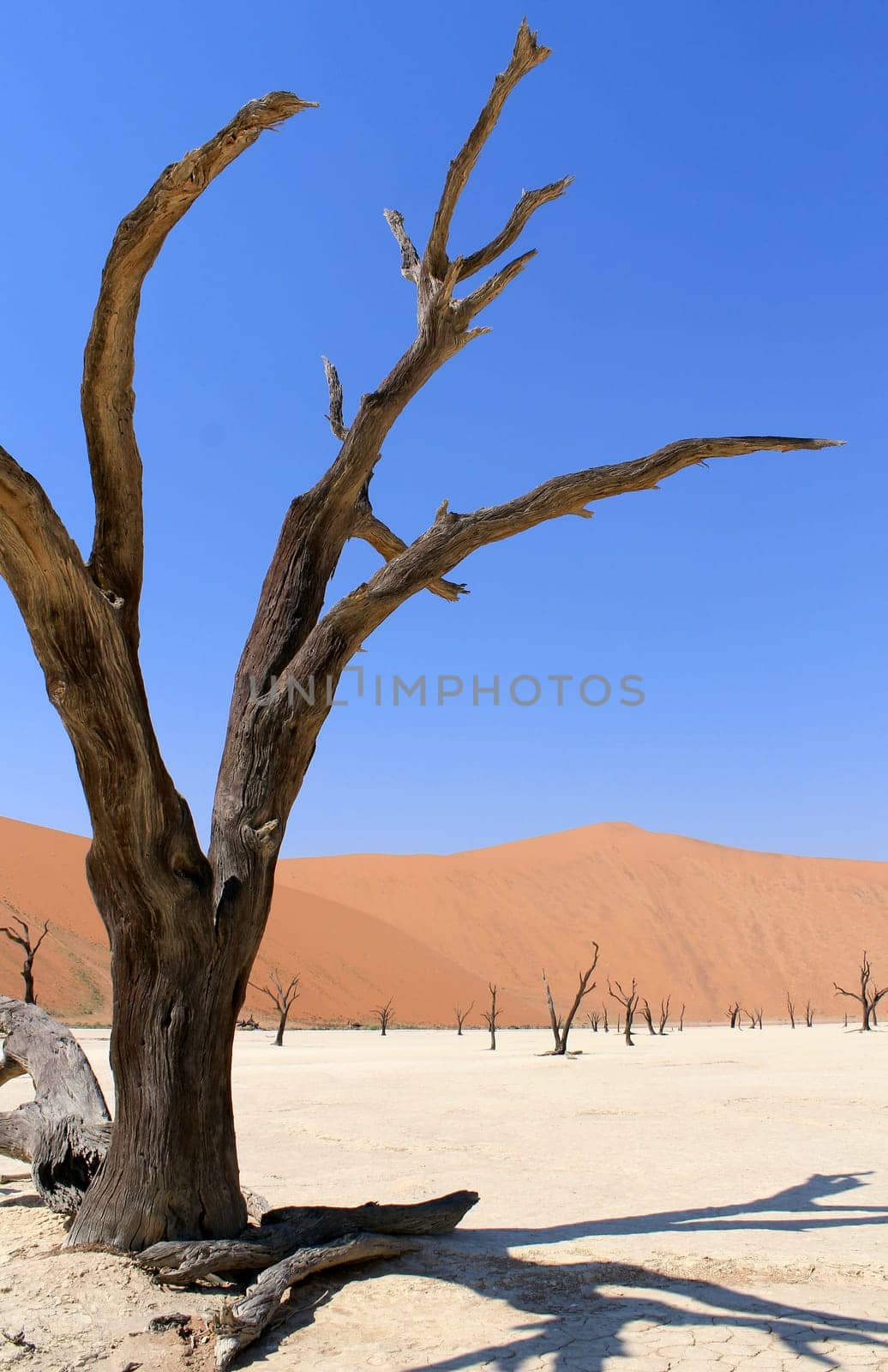 Sossusvlei dead valley landscape in the Nanib desert near Sesriem, Namibia