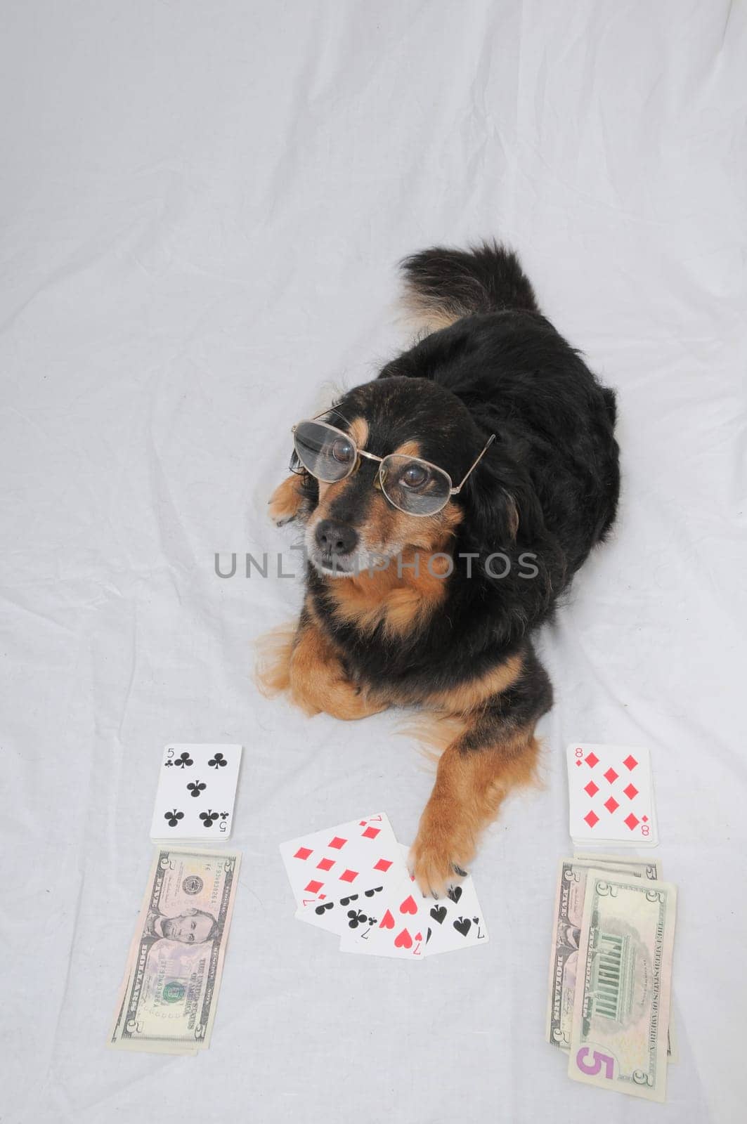 One Smart Old Black Dog Playing Poker On a White Background