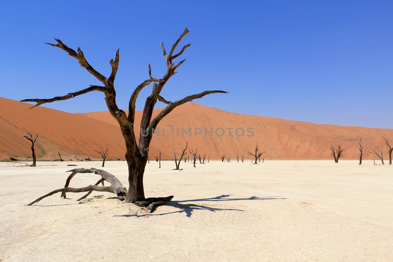 Sossusvlei dead valley landscape in the Nanib desert near Sesriem, Namibia