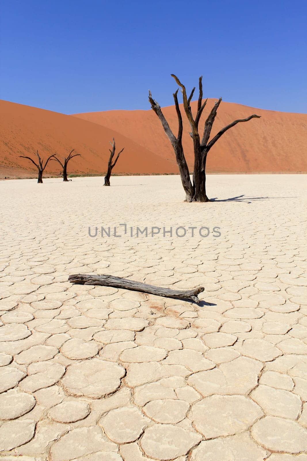 Sossusvlei dead valley landscape in the Nanib desert near Sesriem, Namibia