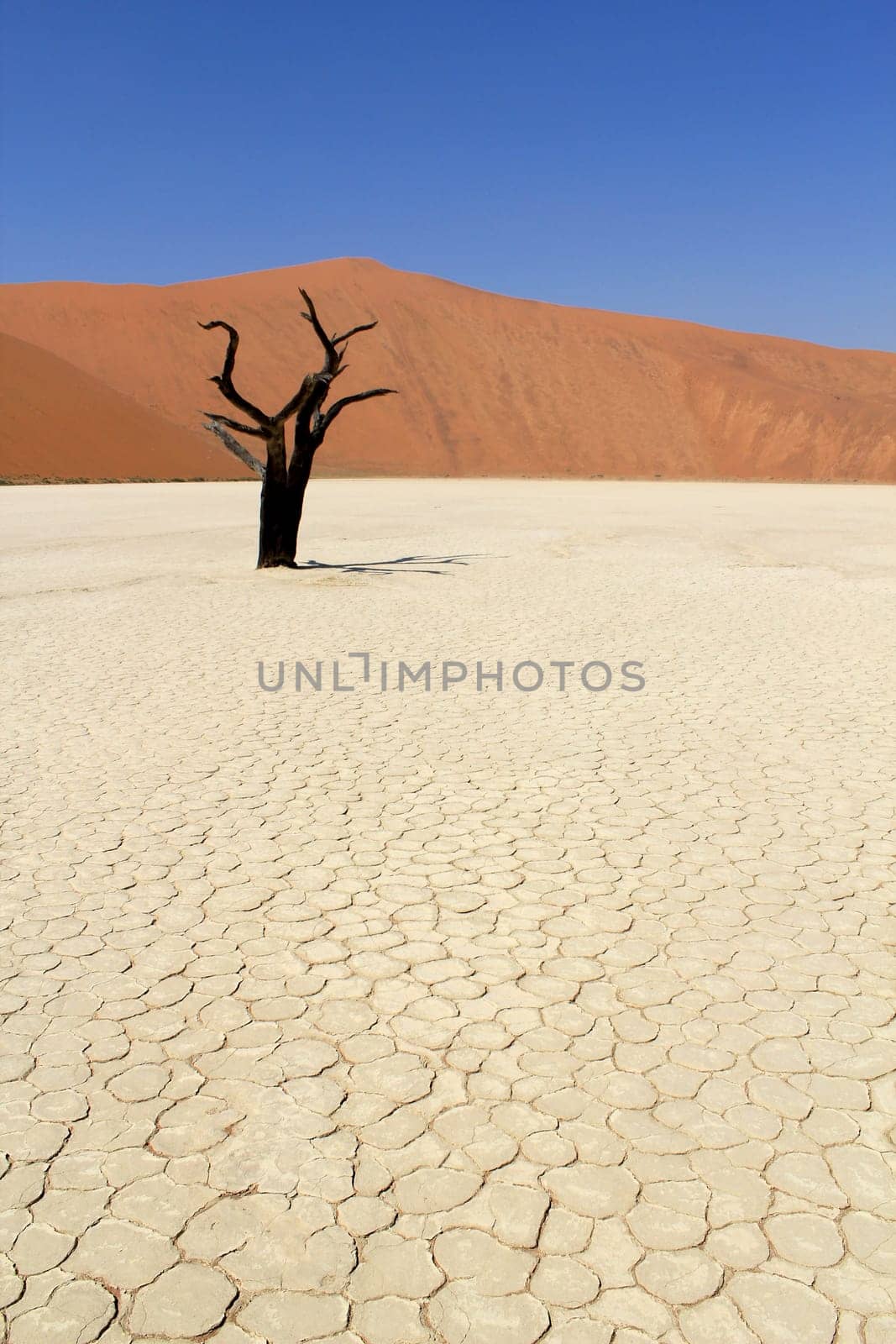 Sossusvlei dead valley landscape in the Nanib desert near Sesriem, Namibia