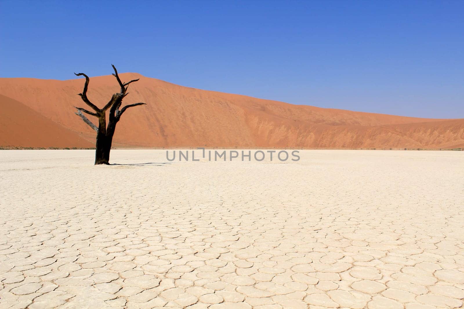 Sossusvlei dead valley landscape in the Nanib desert near Sesriem, Namibia