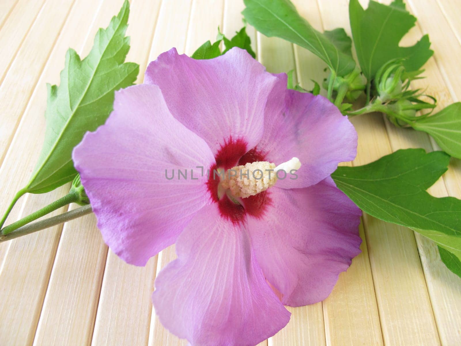 Hibiscus flower