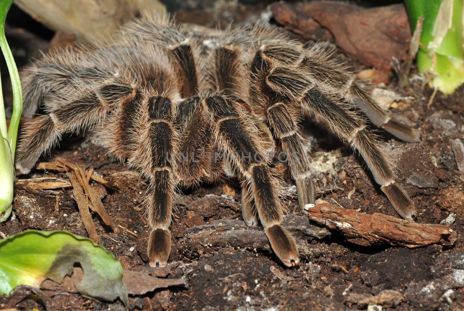 Tarantula Lasiodora striatipes