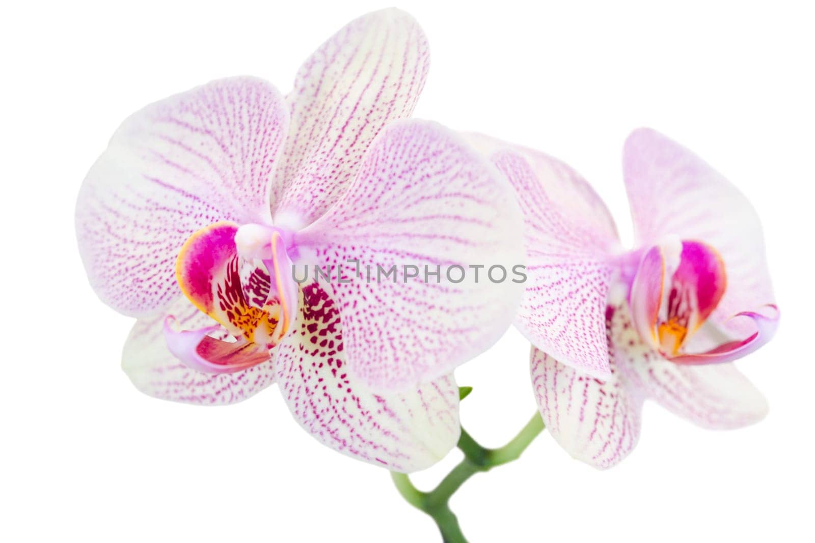 Small branch with two spotted orchids isolated on white