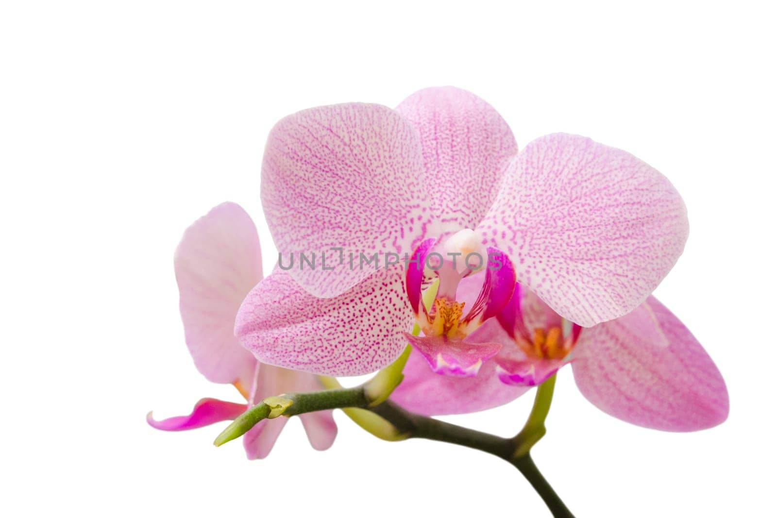 Branch of gentle pastel soft pink orchid isolated on white