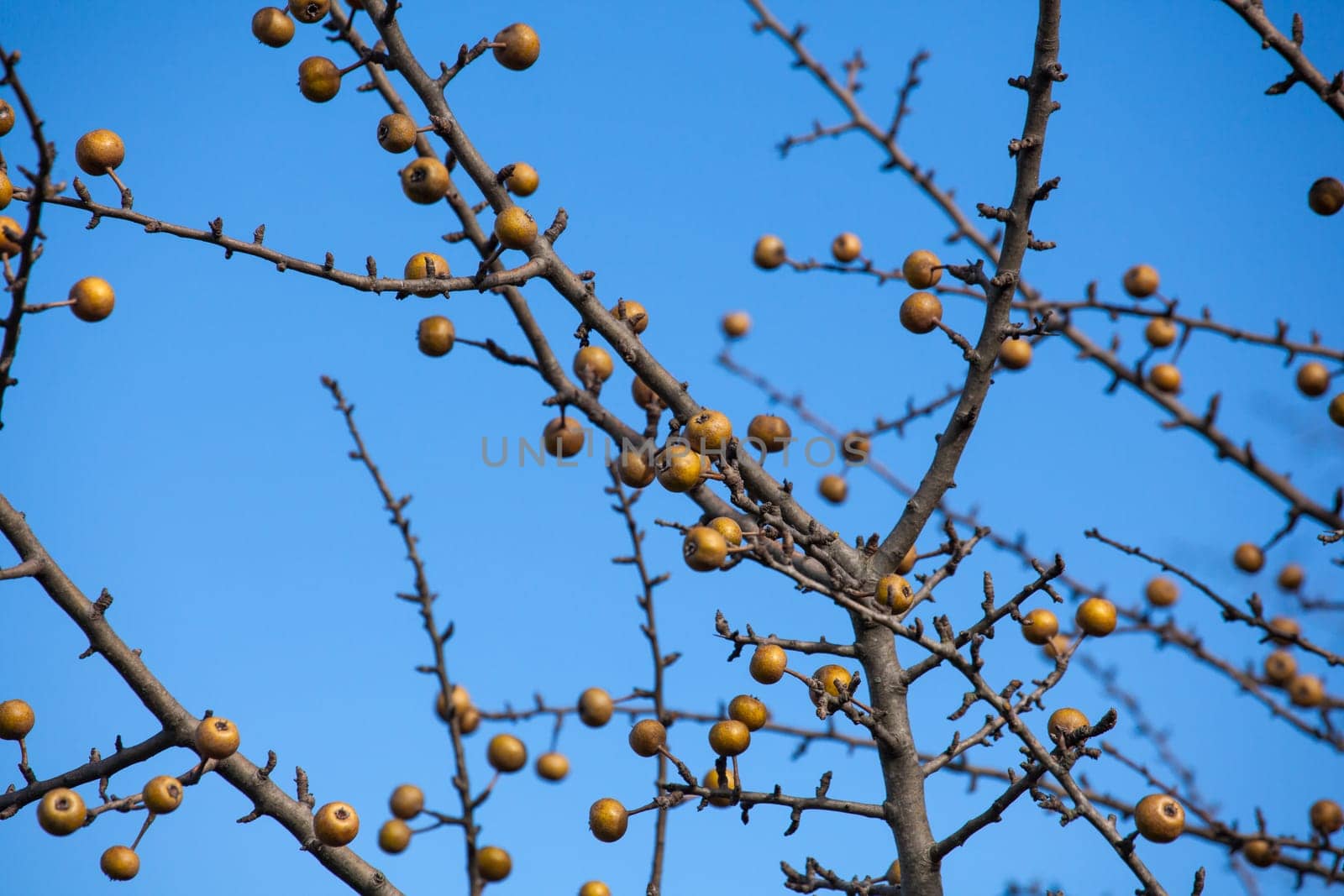 View of sorbo fruits on branches tree