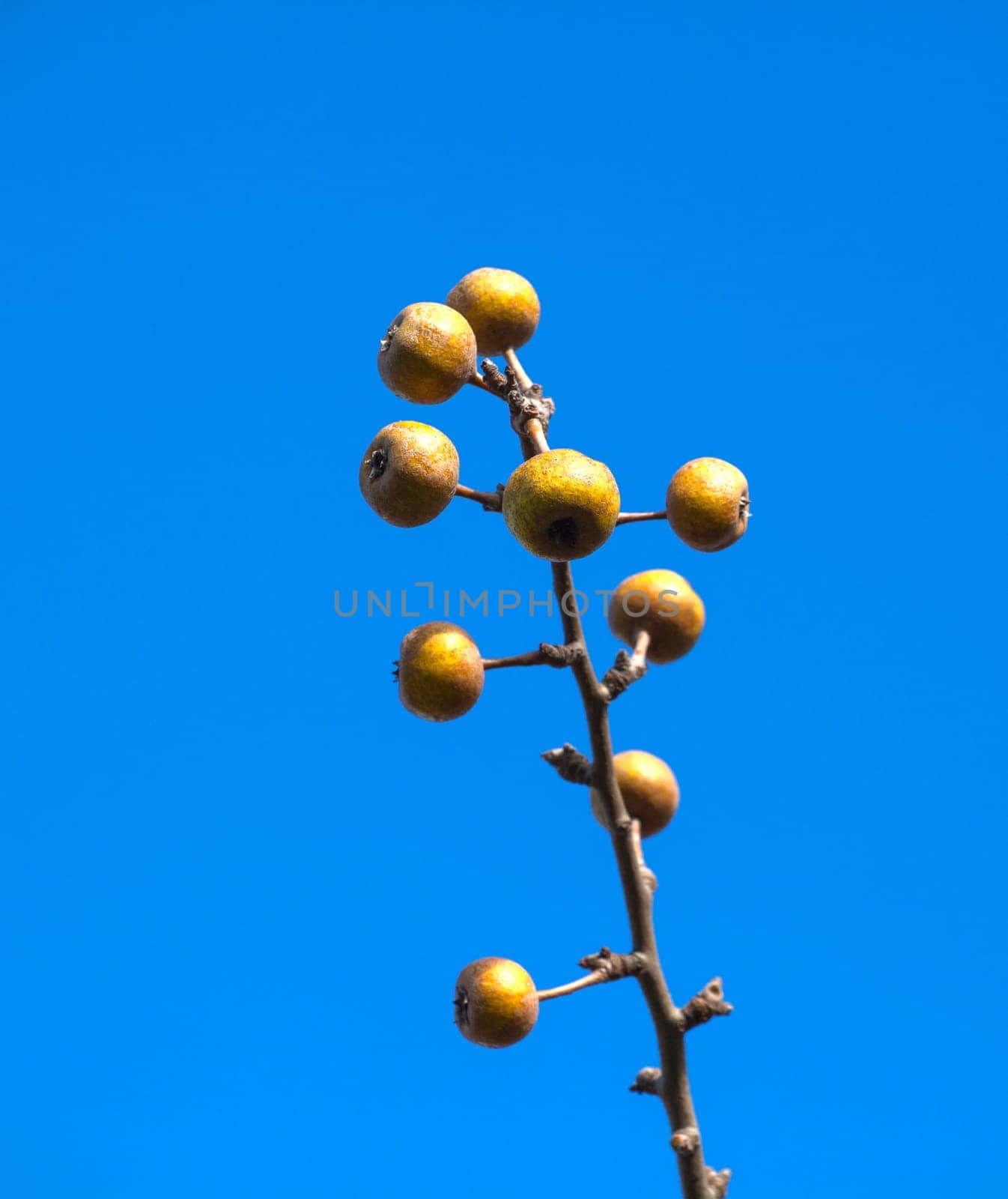View of sorbo fruits on branches tree