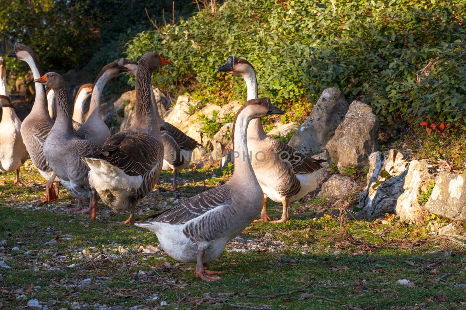View of many goose in the countryside