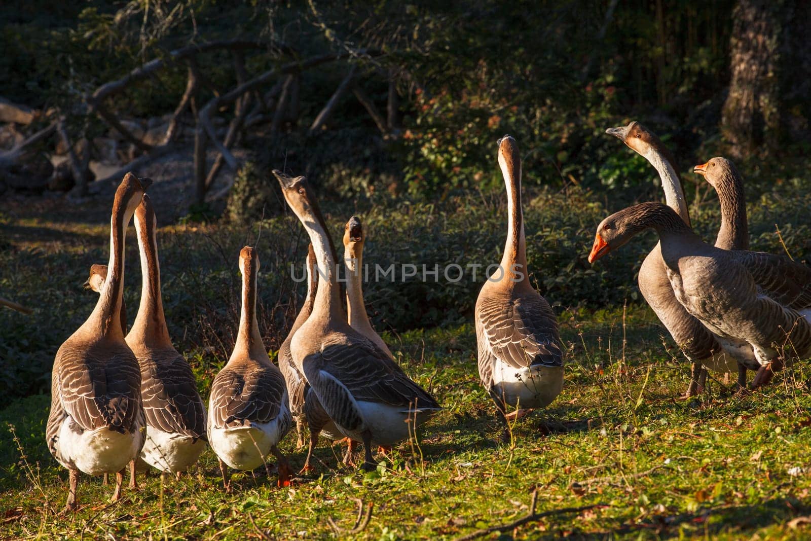 View of many goose in the countryside