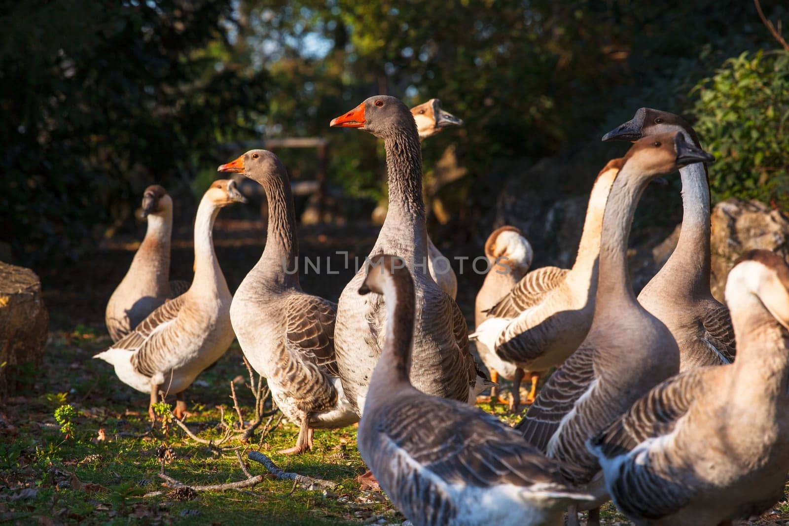 View of many goose in the countryside