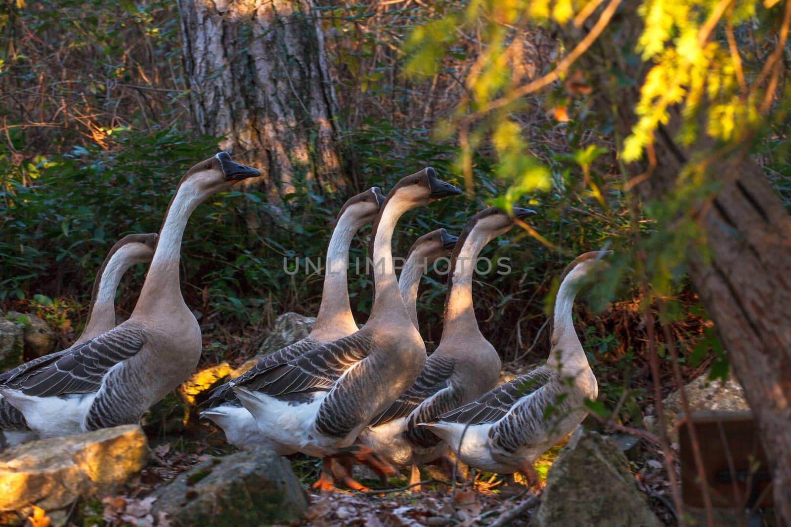 View of many goose in the countryside