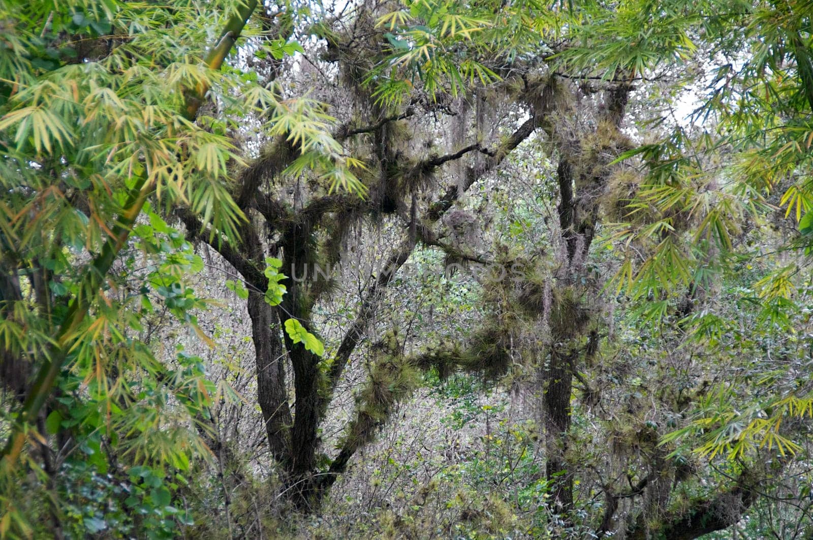 A stand of oak trees covered in moss are framed by the green leaves of bamboo trees.