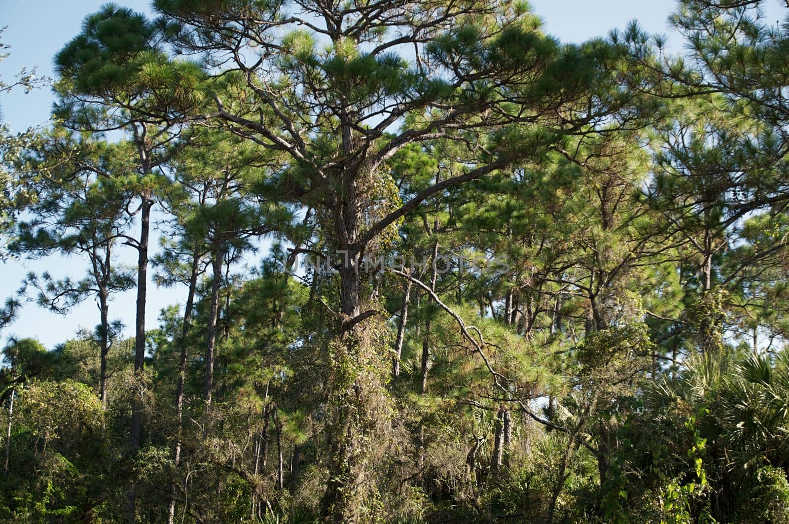 Gnarly branches dominate this scene of Florida Pine trees.