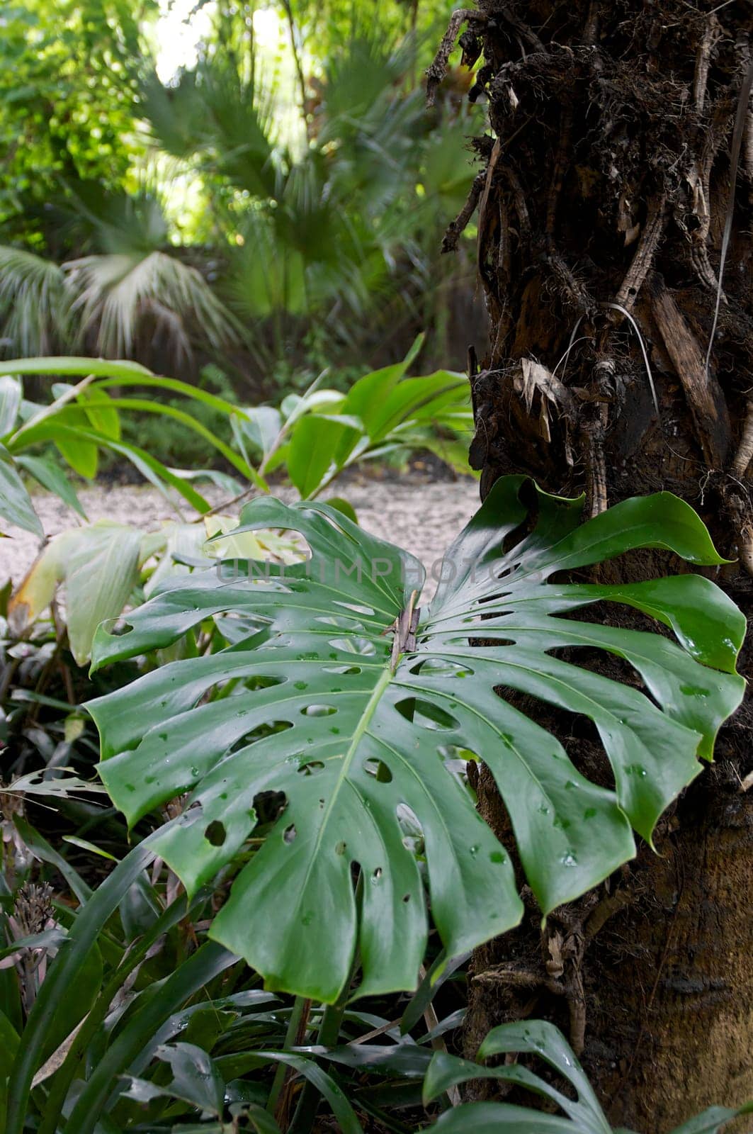 The large broad leaf of the tropical swiss cheese plant dominates this scene of a tropical forest.