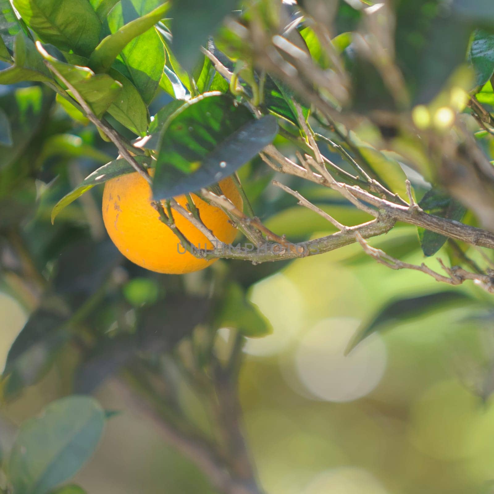 orange