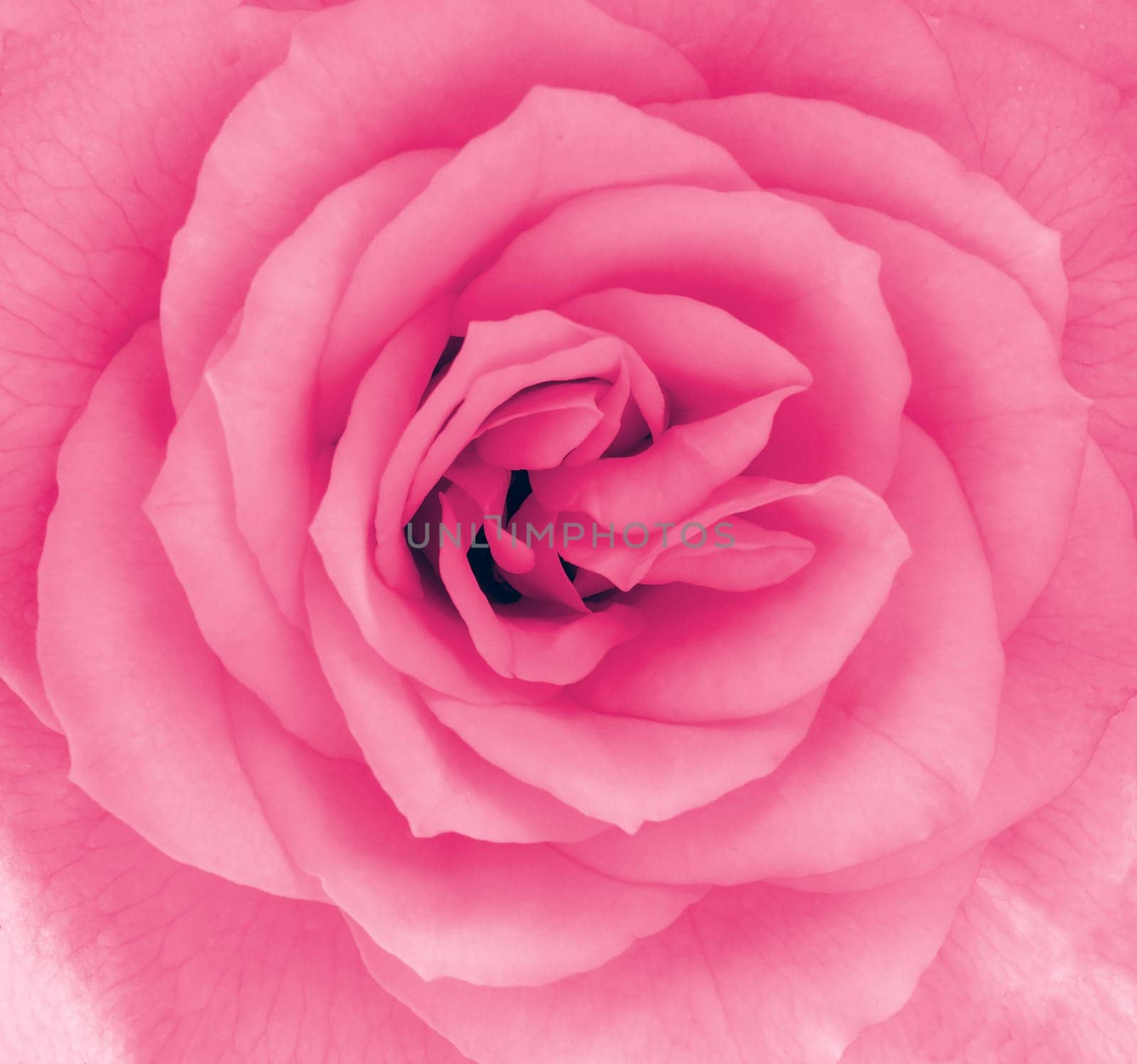 Close-up detail of a pink rose flower in blossom