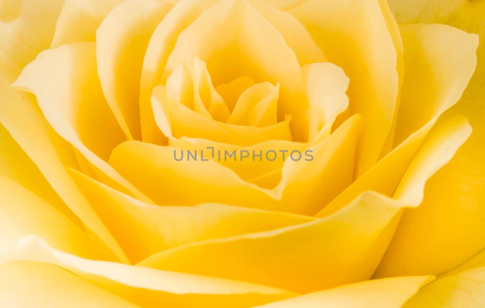 Close detail of a yellow rose flower texture