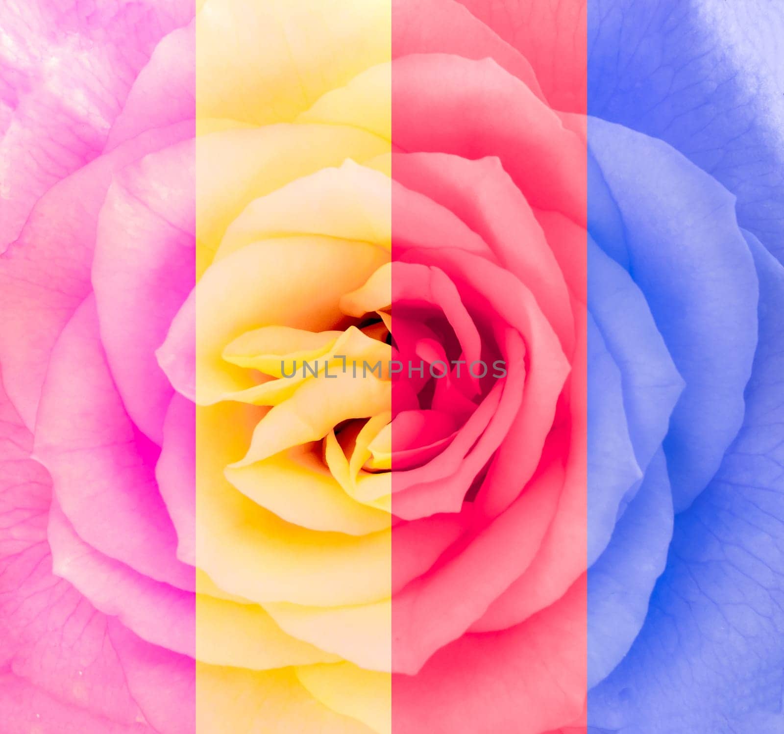 Close-up detail of blooming rose flower in multicolor