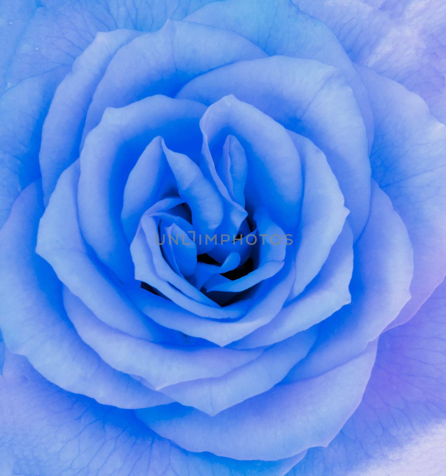 Close-up detail of a blue rose flower in blossom