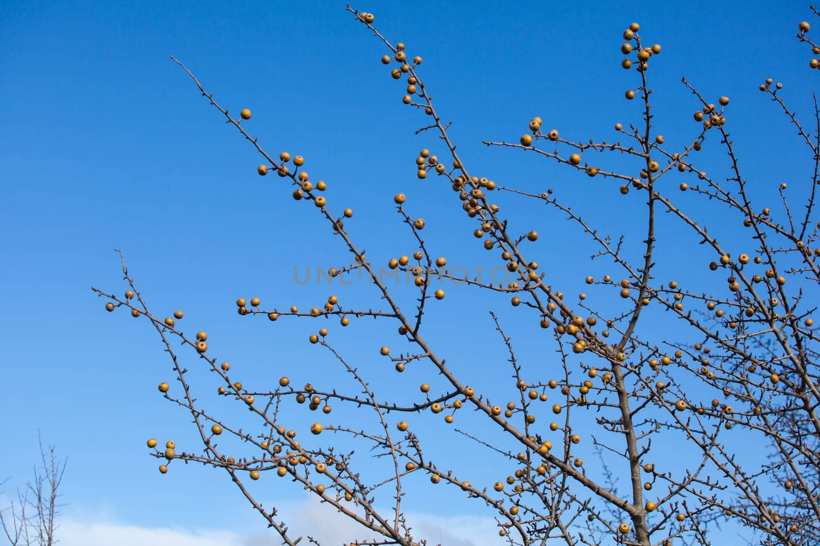 View of sorbo fruits on branches tree