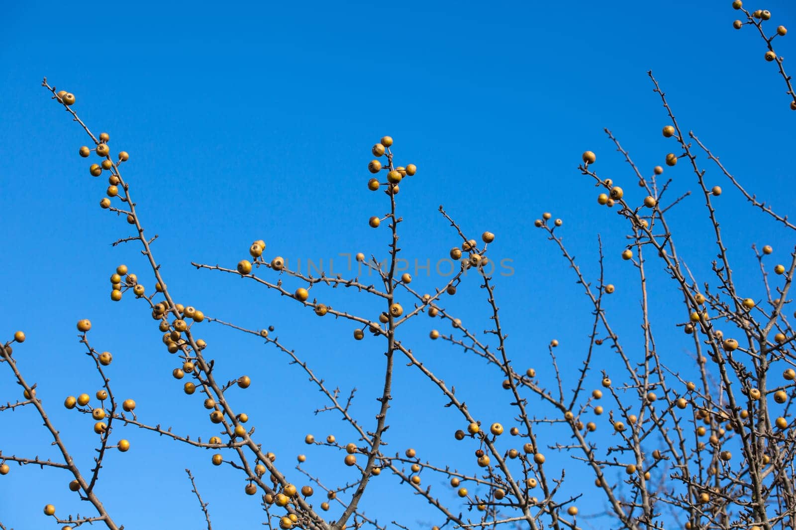 View of sorbo fruits on branches tree
