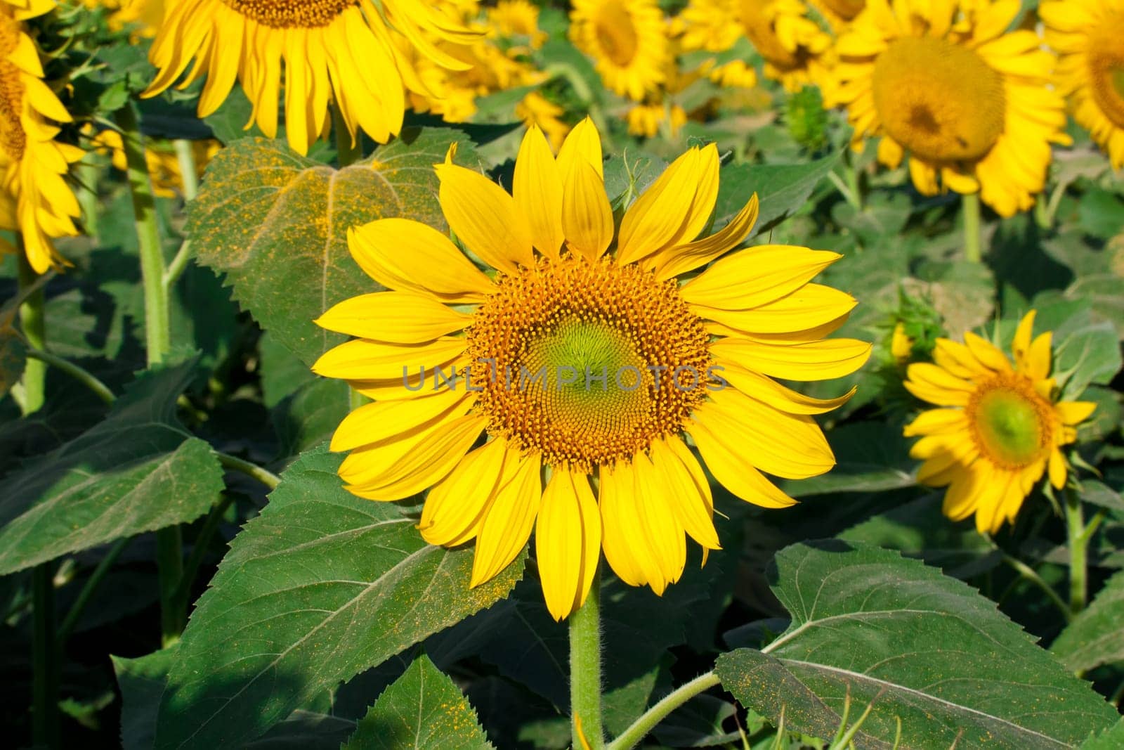 Beautiful close-up photo of big yellow sunflower