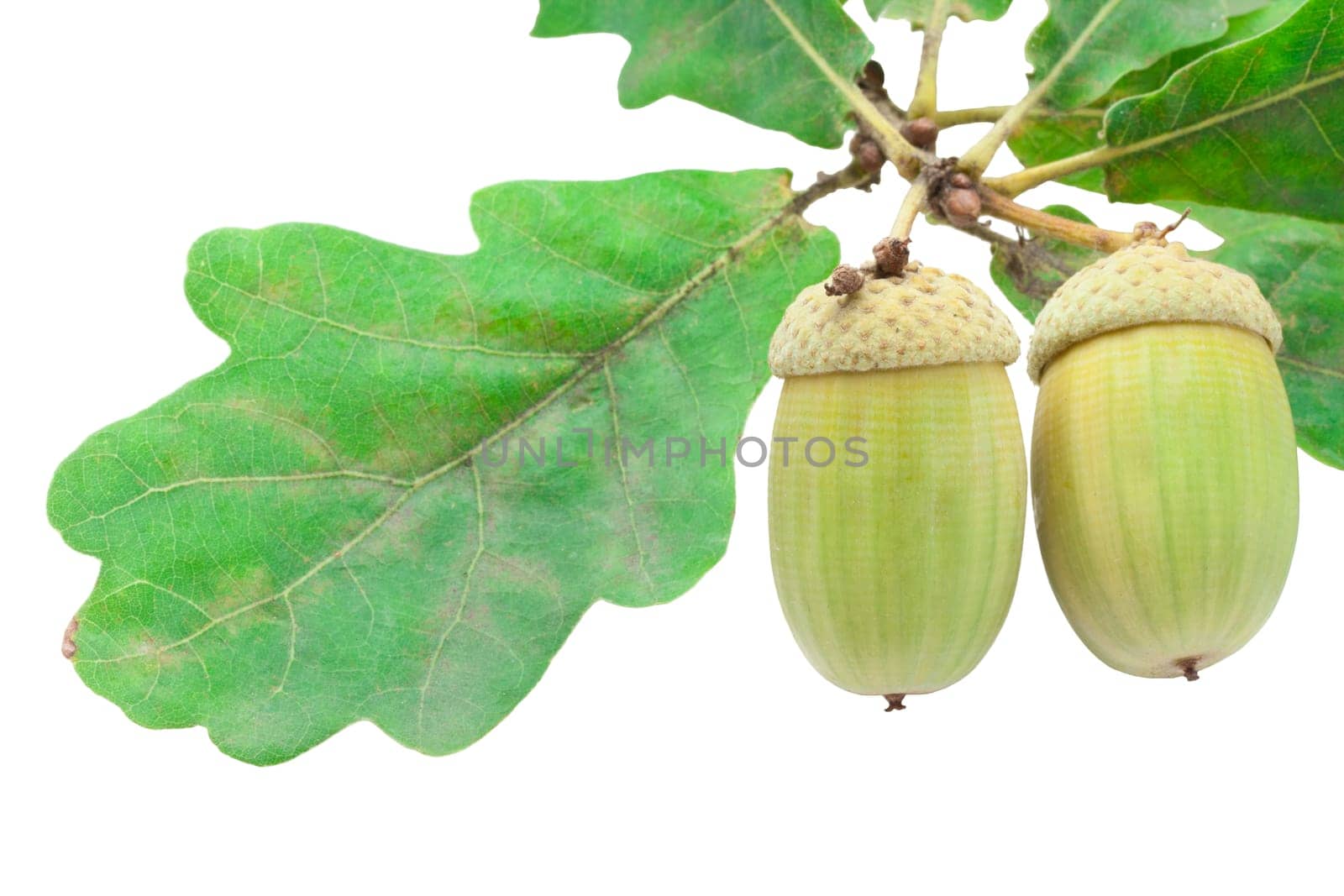 Beautiful macro photo of acorn, isolated on white background