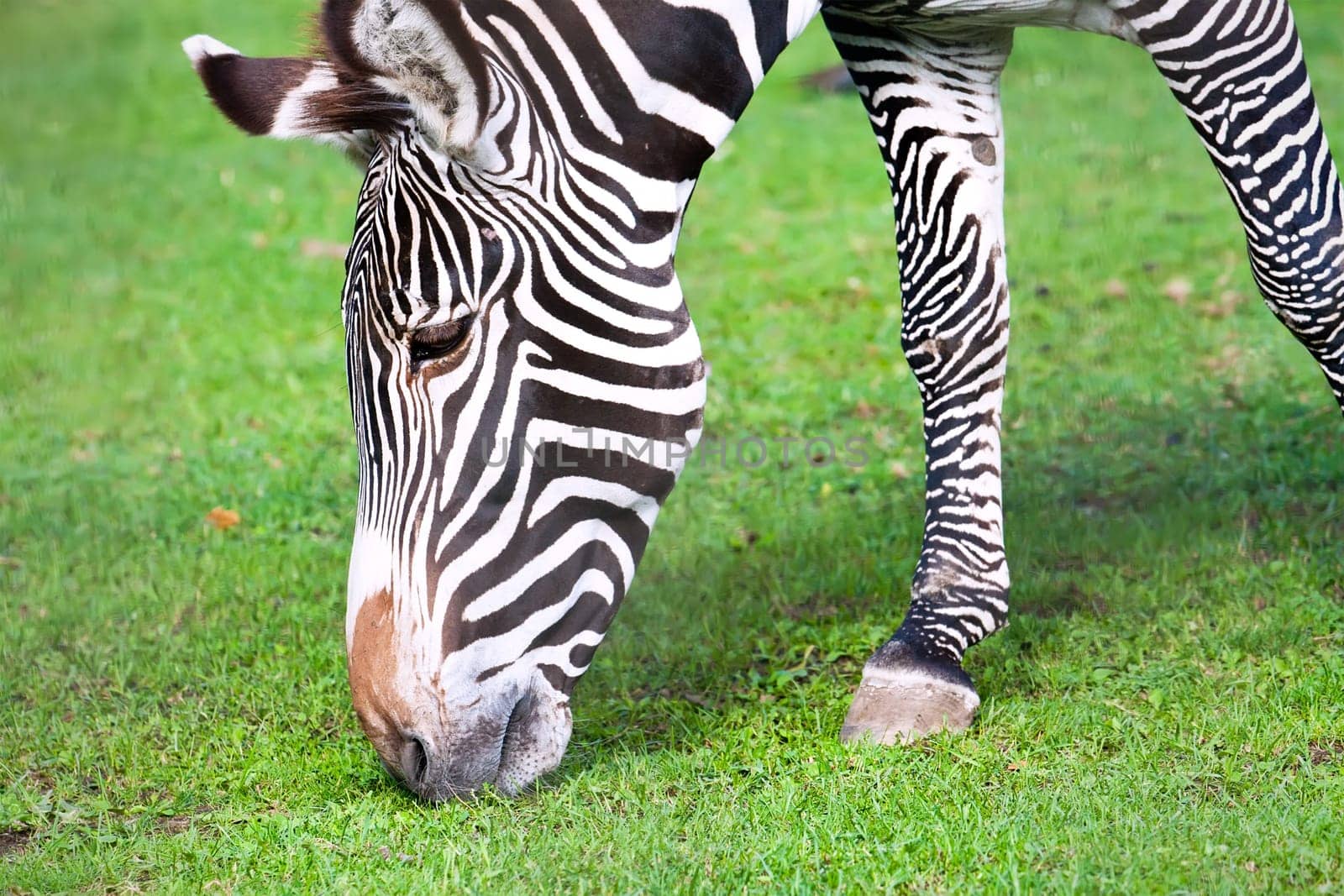 Nice close-up photo of young male zebra in zoo