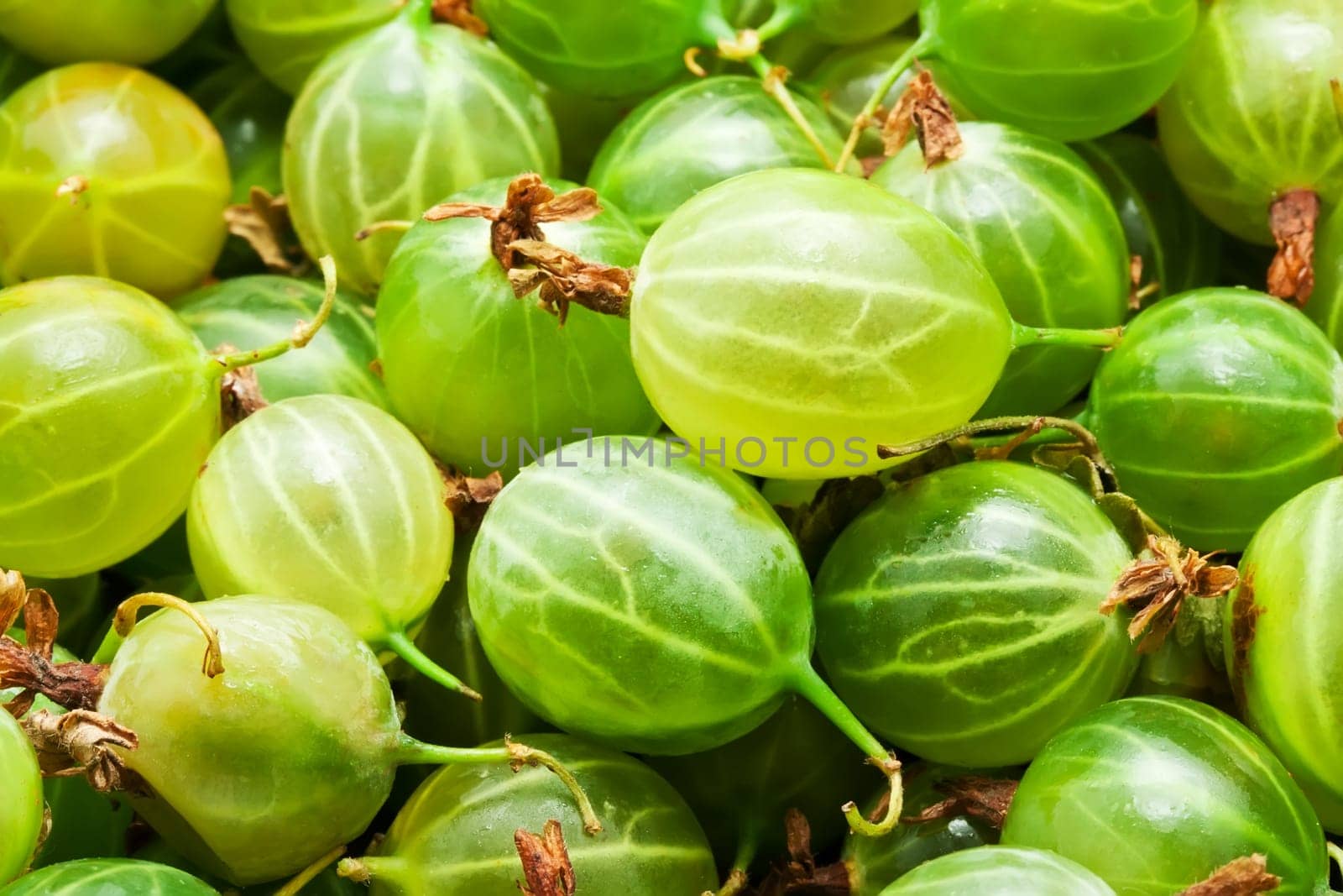 Fresh green gooseberries making full frame background
