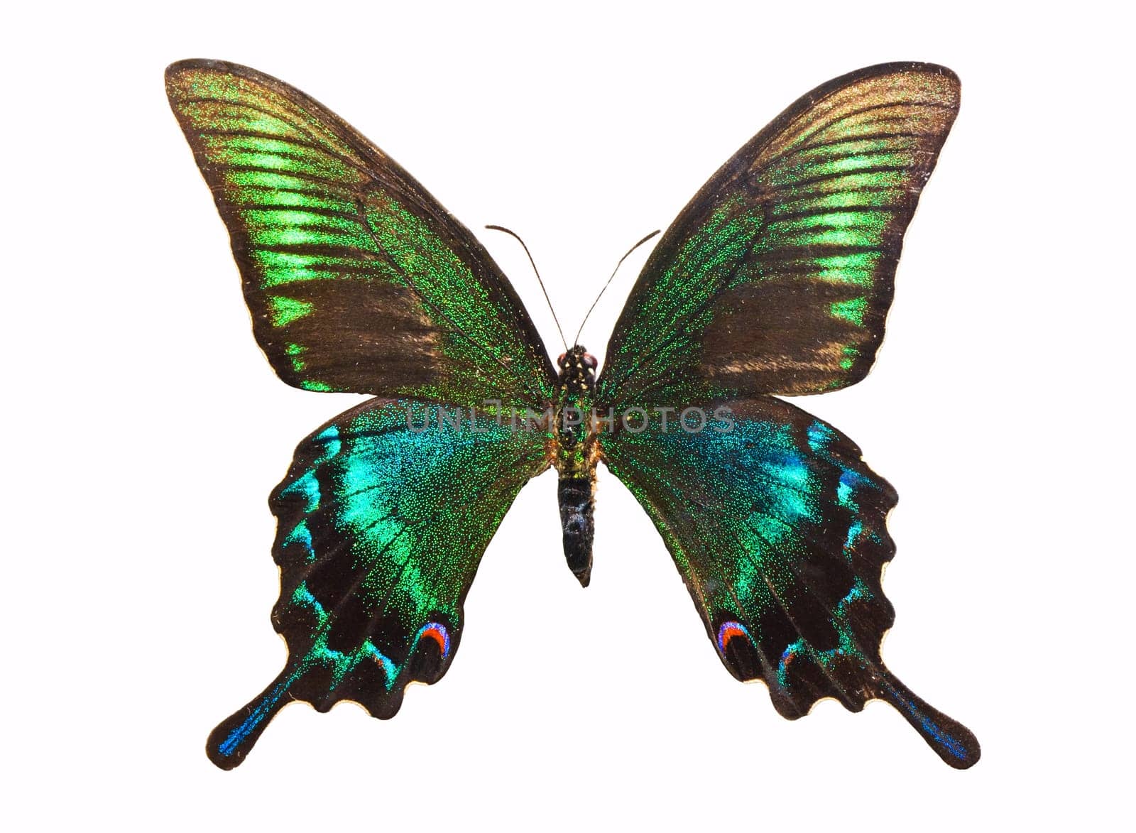 Beautiful tropical butterfly Papilio bianor isolated on white background
