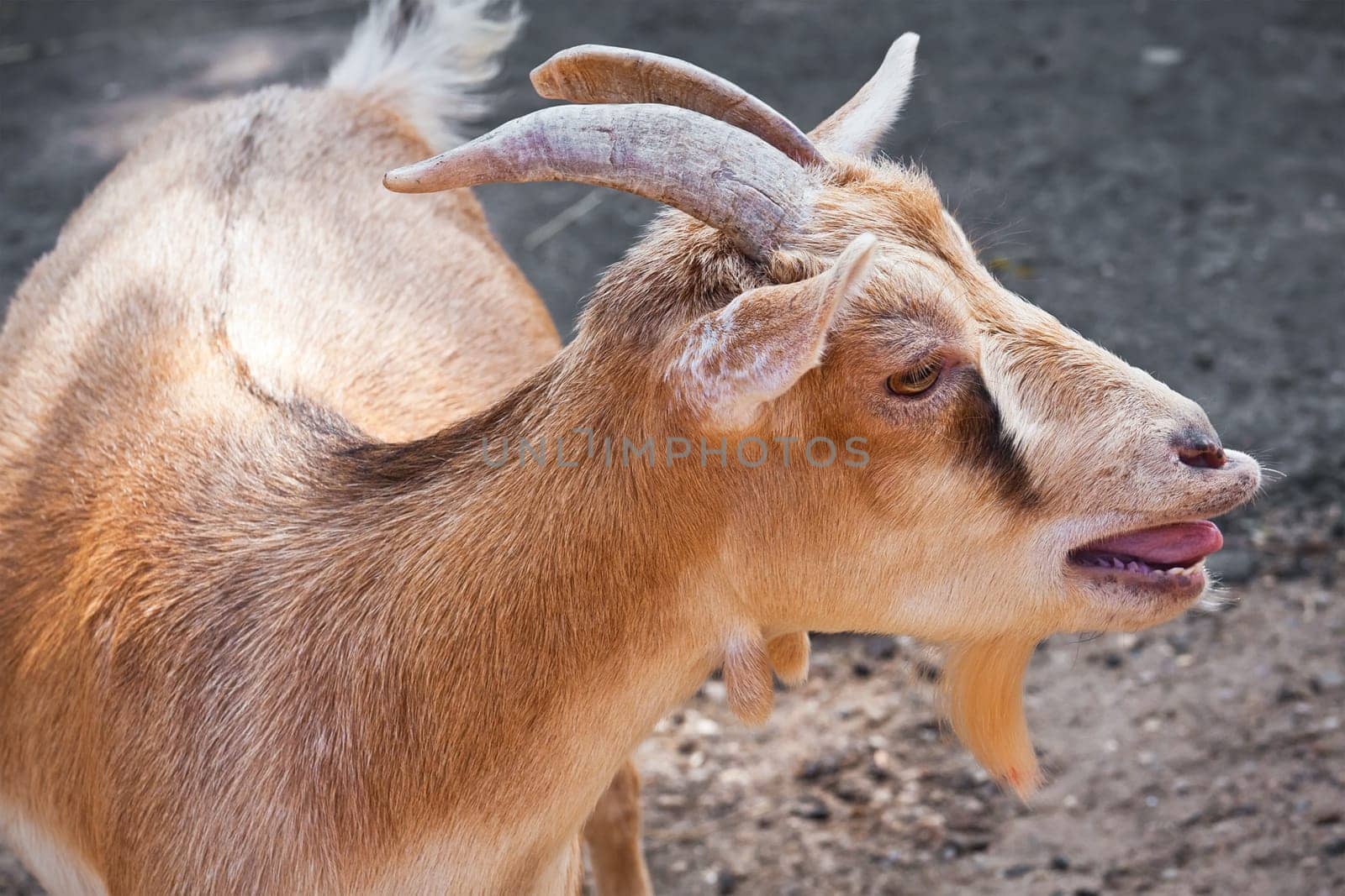 Nice close-up portrait of cute baby goat